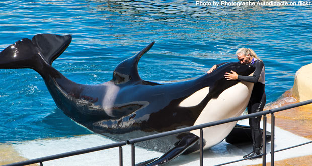 Marineland spækhugger